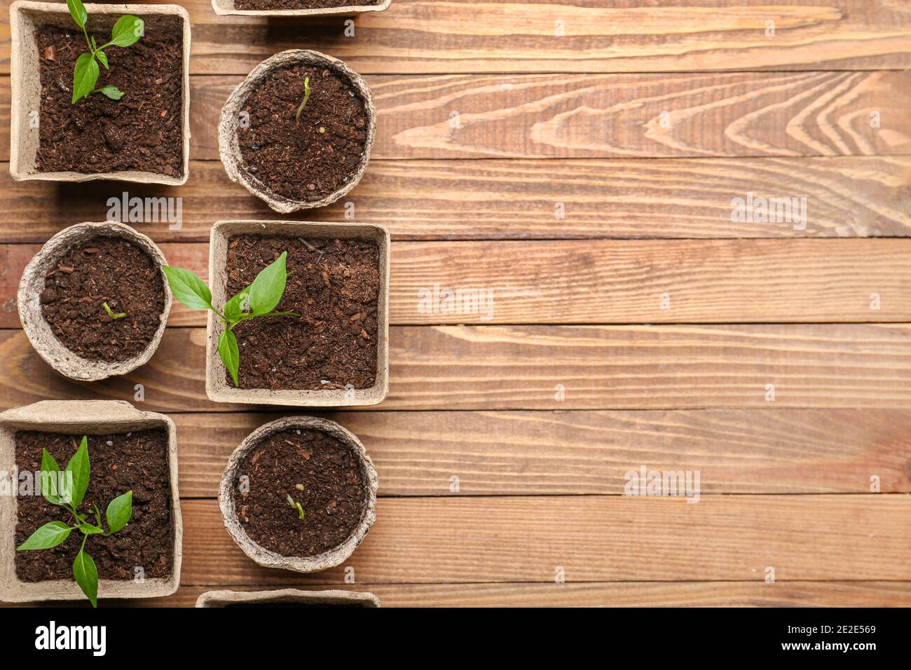 Plants seedlings in peat pots on wooden background Stock Photo - Alamy