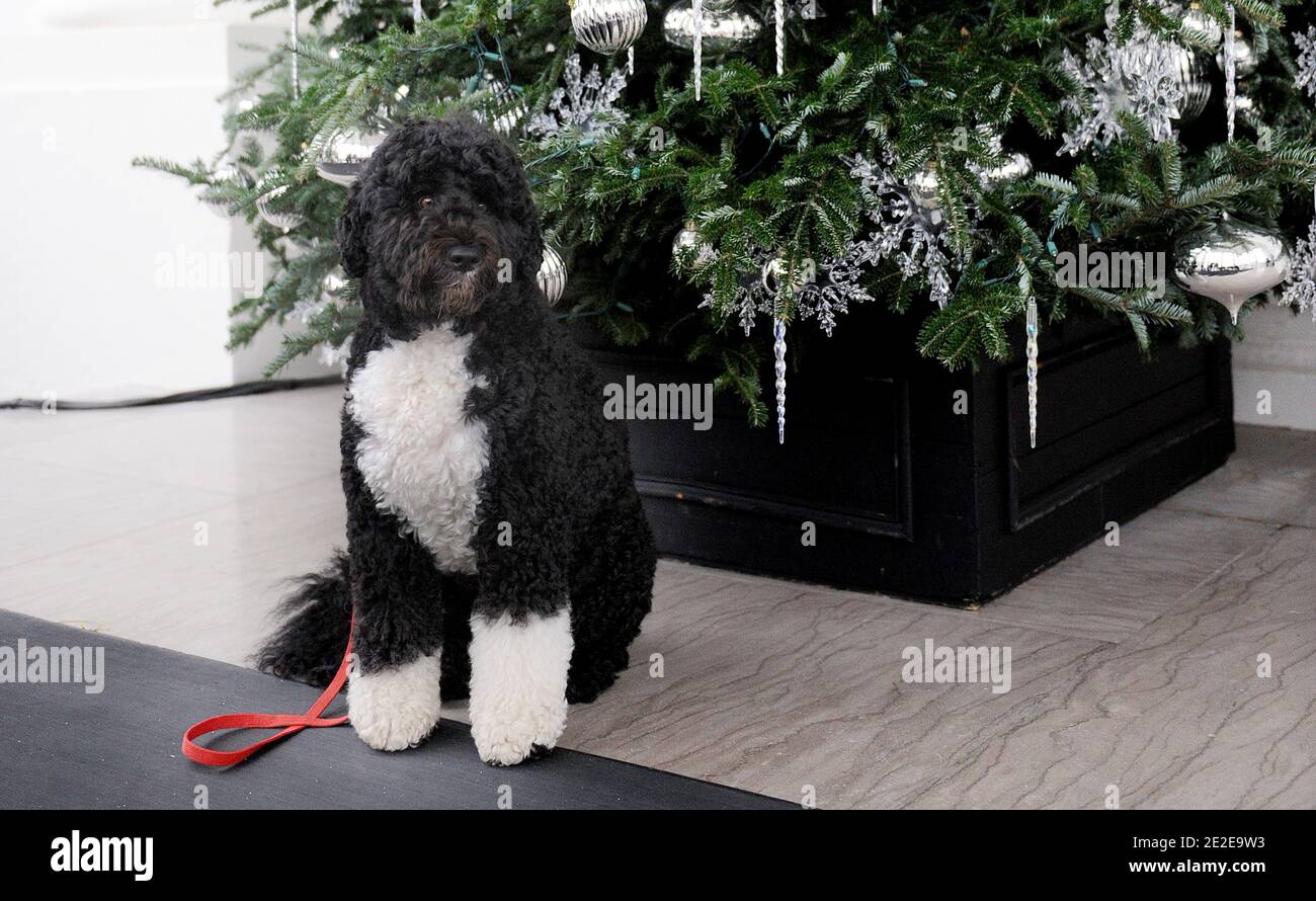 Bo stands on the North Portico during the first viewing of the 2011 holiday decorations at the White House in Washington, D.C., USA on November 30, 2011. Photo by Olivier Douliery/ABACAPRESS.COM Stock Photo