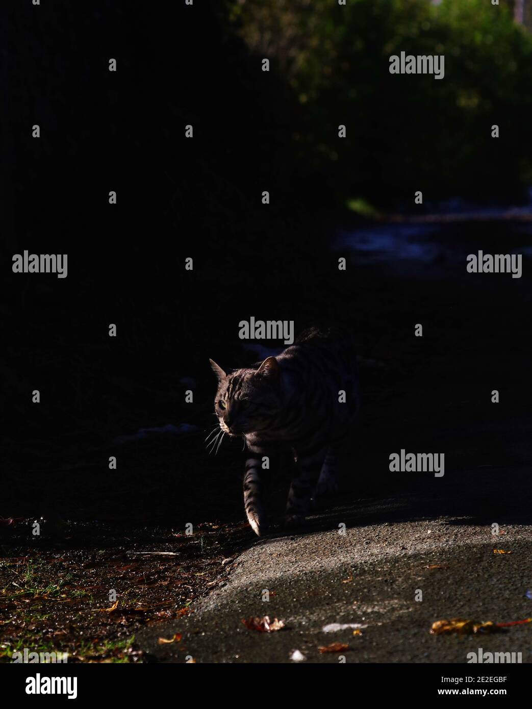 Bengal cat prowling Stock Photo