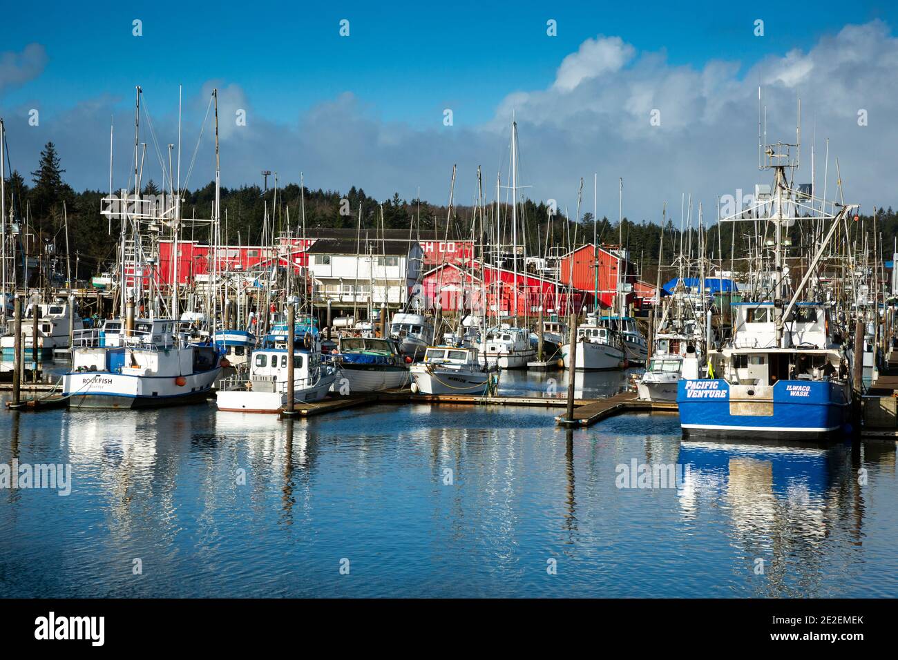 WA19132-00...WASHINGTON - The fishing and charter boats tied up at dock in the Illwaco Harbor located on the Columbia River. Stock Photo