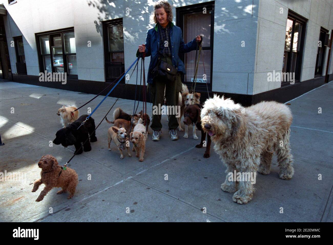 Chiens de village hires stock photography and images Alamy