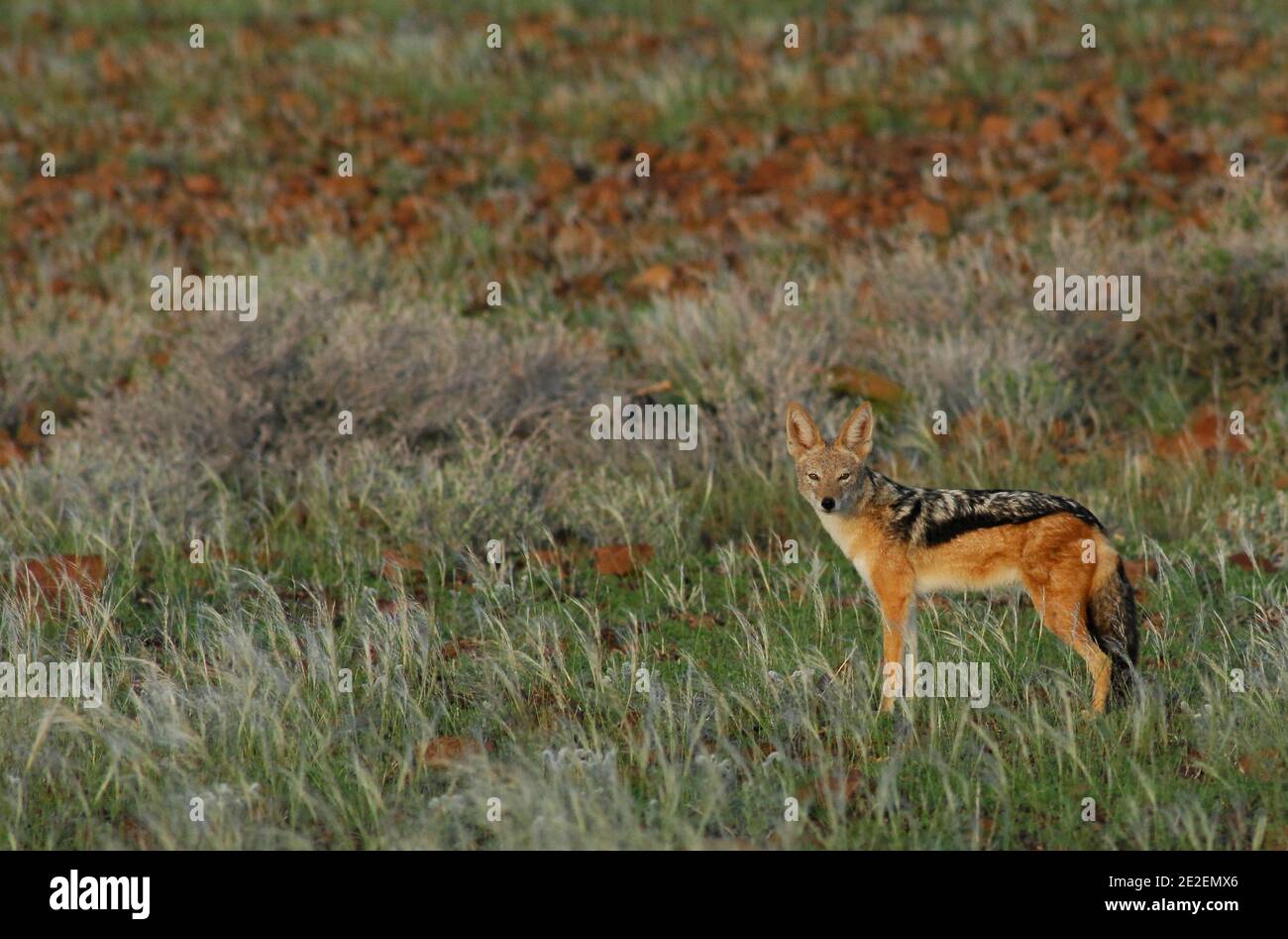 Le chacal hi-res stock photography and images - Alamy