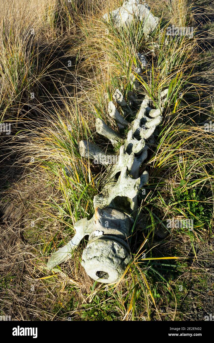 WA19135-00...WASHINGTON - A skeleton from a Grey Whale that washed ashore at Long Beach located along the coast near the Discovery Trail. Stock Photo
