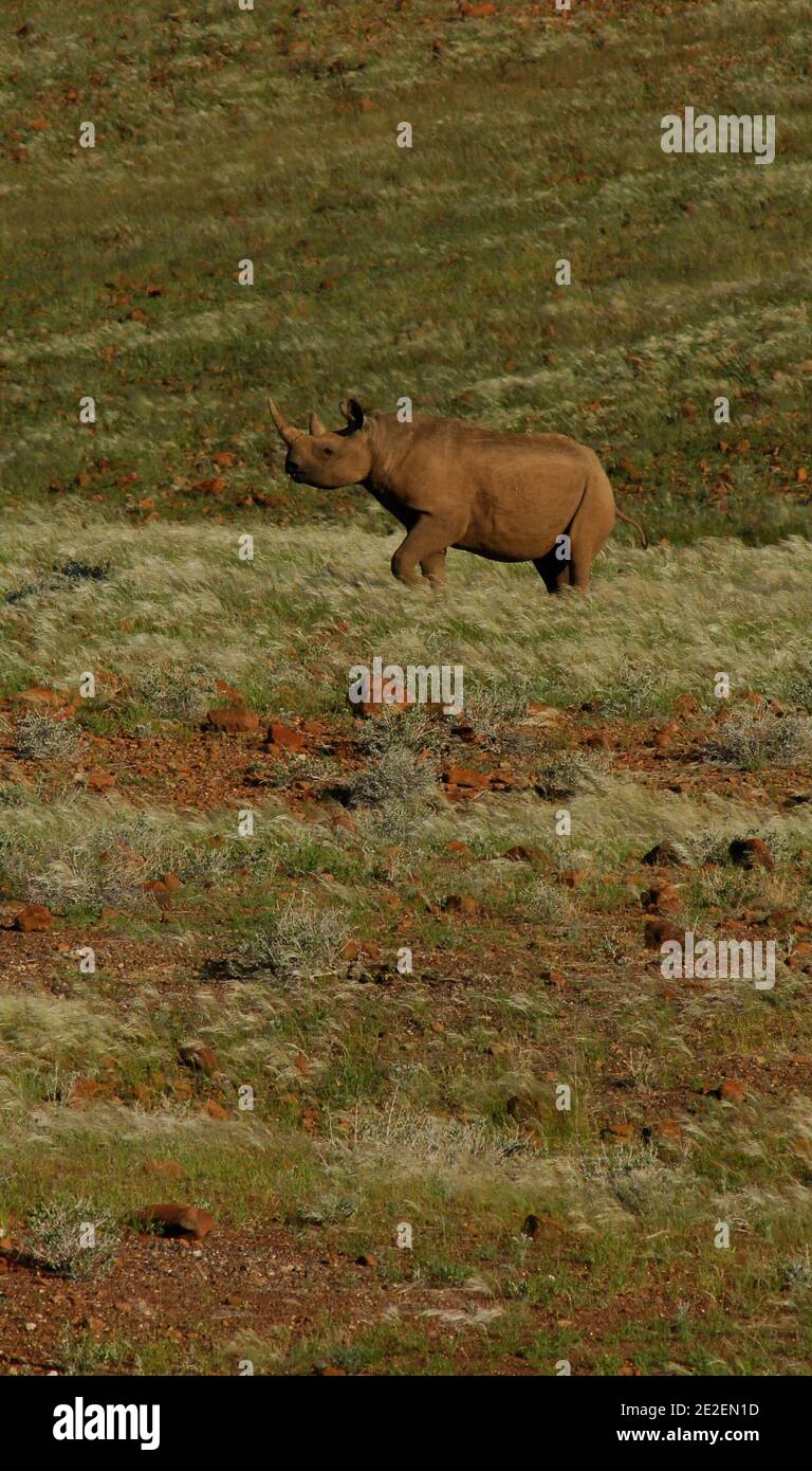 Black Rhino(Diceros bicornis), 'Desert Rhino Camp'.'Desert Rhino Camp' located in the private reserve Palmwag, north-west Namibia, between Etosha and the Skeleton Coast in Damaraland. Rhinocéros noir ou le crochet à levres Rhinoceros (Diceros bicornis), 'Desert Rhino Camp'. ' Desert Rhino camp' situe dans la reserve privee Palmwag, au nord-ouest de la Namibie, entre Etosha et la Skeleton Coast dans le Damaraland, 2008. Photo by David Lefranc/ABACAPRESS.COM Stock Photo
