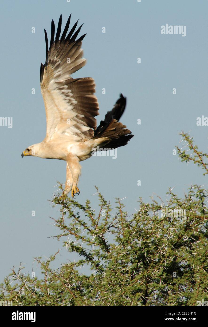 Majestic Eagle In The Ongava Game Reserve And The Etosha National Park The Ongava Game Reserve Is A Private 30 000 Hectare Game Reserve That Is Located Adjacent To The Southern Boundary Of Etosha National