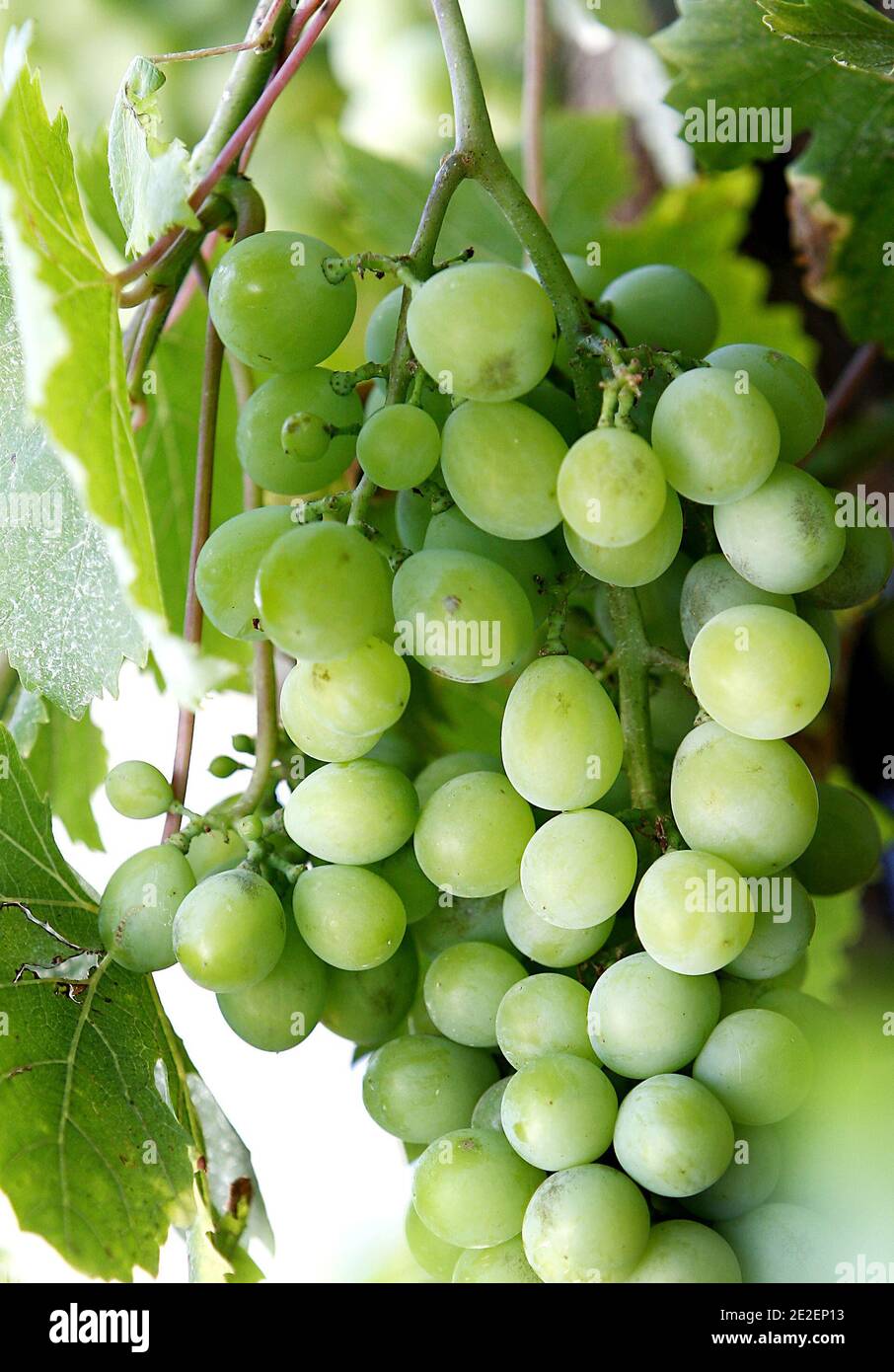 Grappe De Raisin High Resolution Stock Photography And Images Alamy