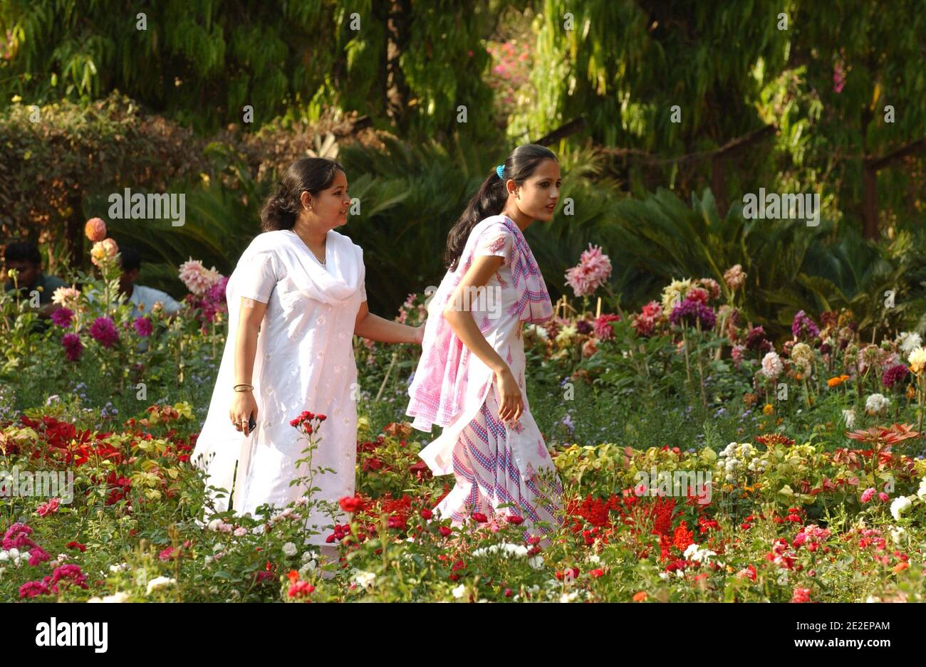 Sultan plants hi-res stock photography and images - Page 6 - Alamy