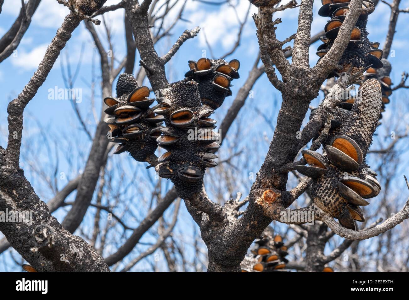 Closeup of burned banksia cones after bush fires in Australia Stock Photo
