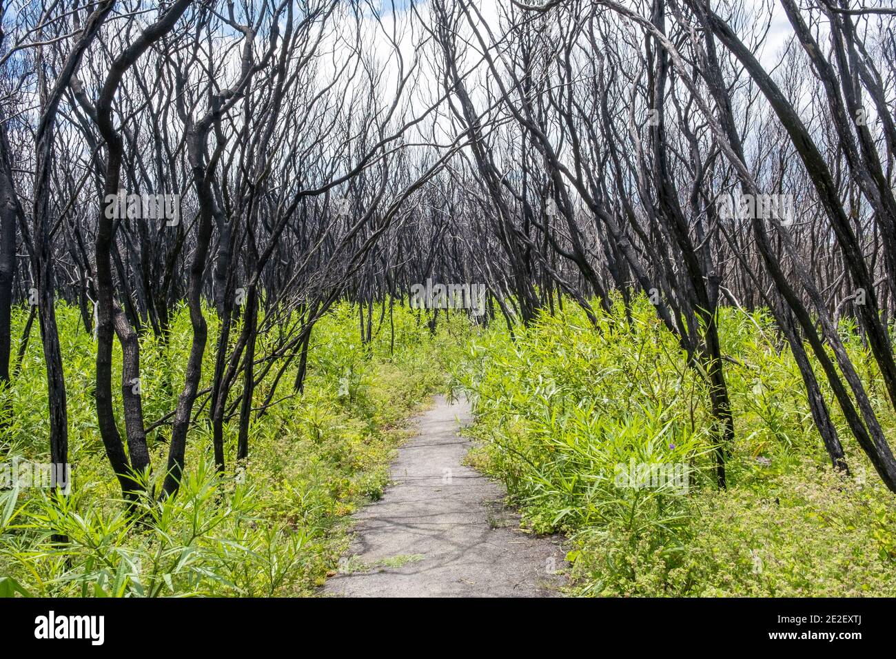 Walkway through burned bush with fresh green growth in Australia Stock Photo