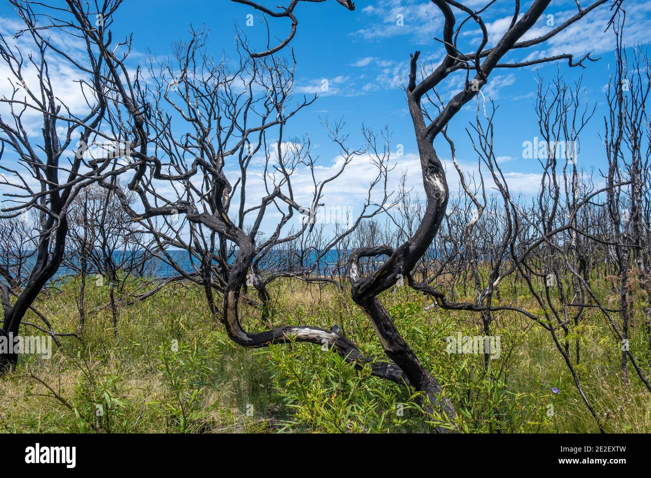 Burned coastal vegetation in Australia after bush fires Stock Photo