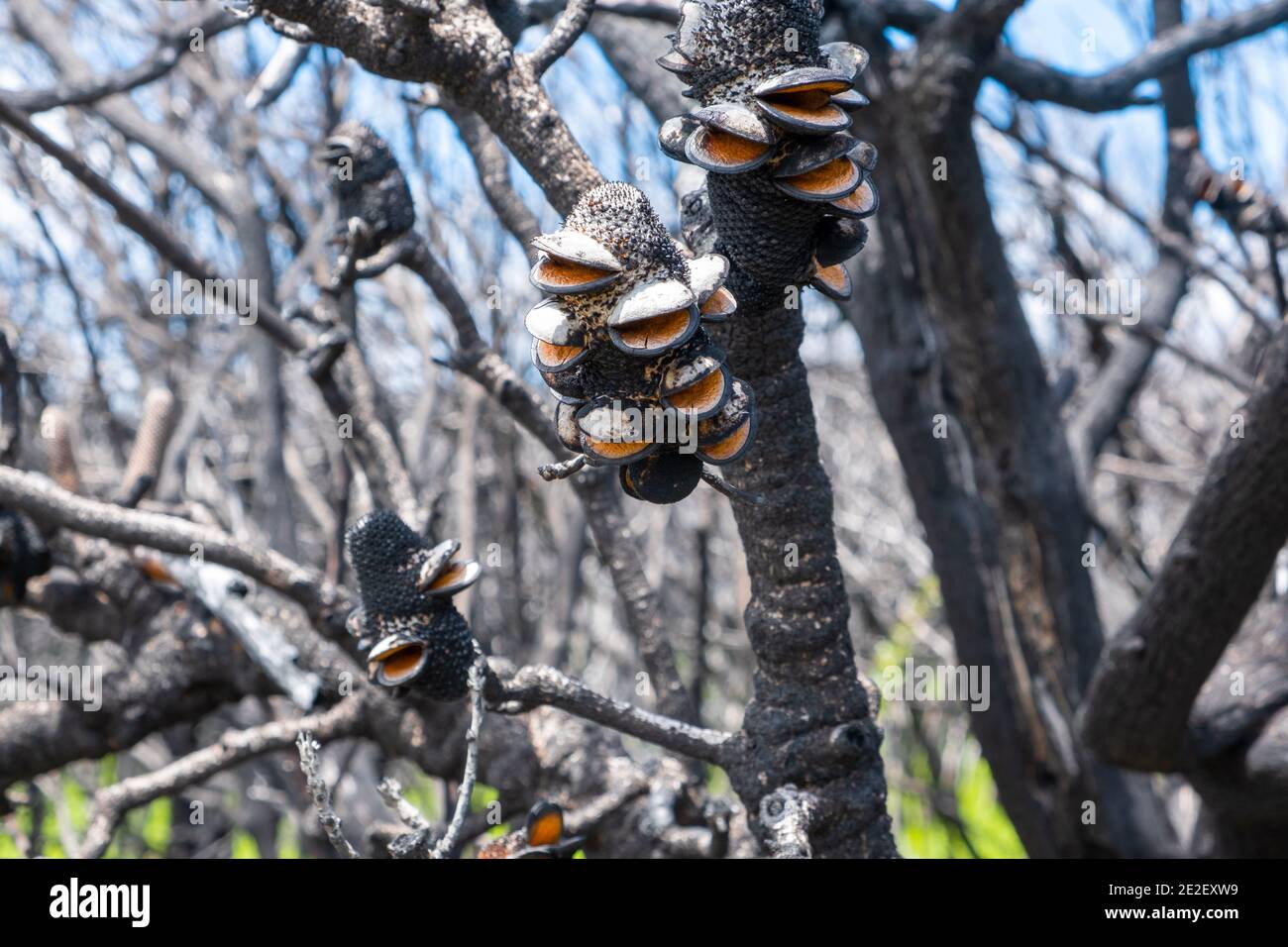Burned banksia cones after forest fires in Australia Stock Photo
