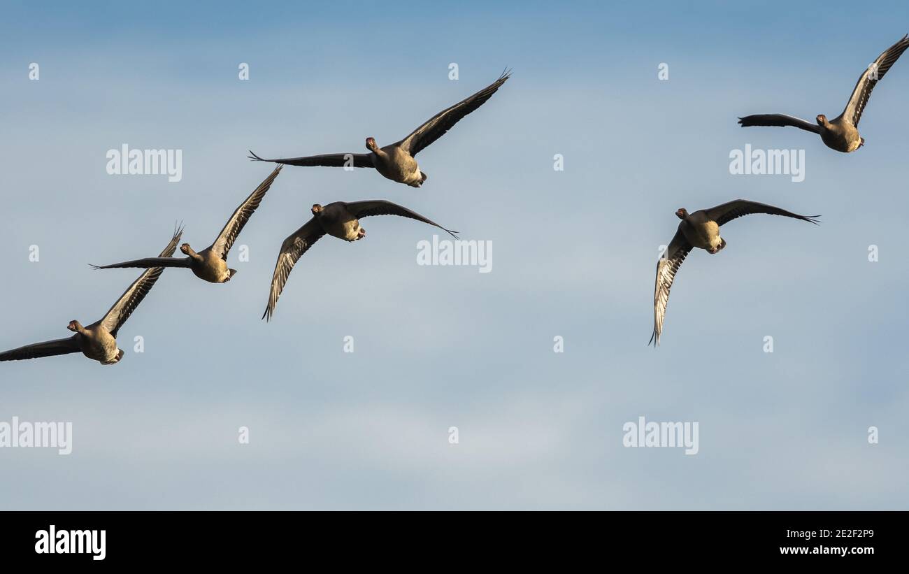 Greylag Geese, Greylag Goose, Anser anser in flight on the sky Stock Photo