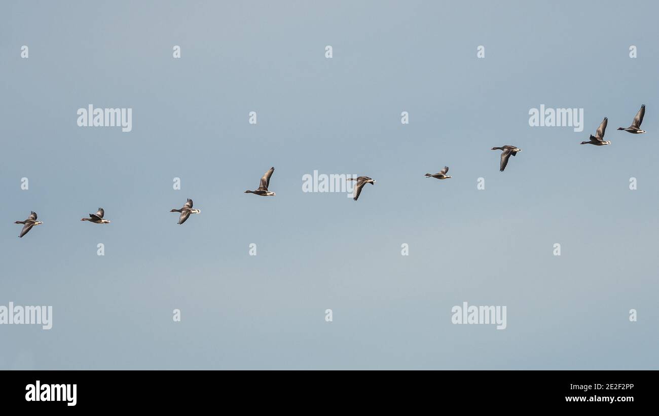Greylag Geese, Greylag Goose, Anser anser in flight on the sky Stock Photo