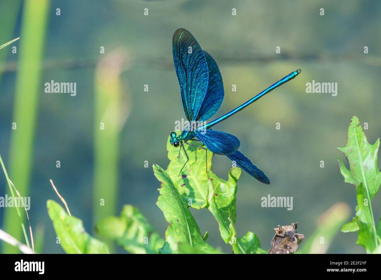 blue dragonfly with open wings sitting on green leaf by a creek Stock ...