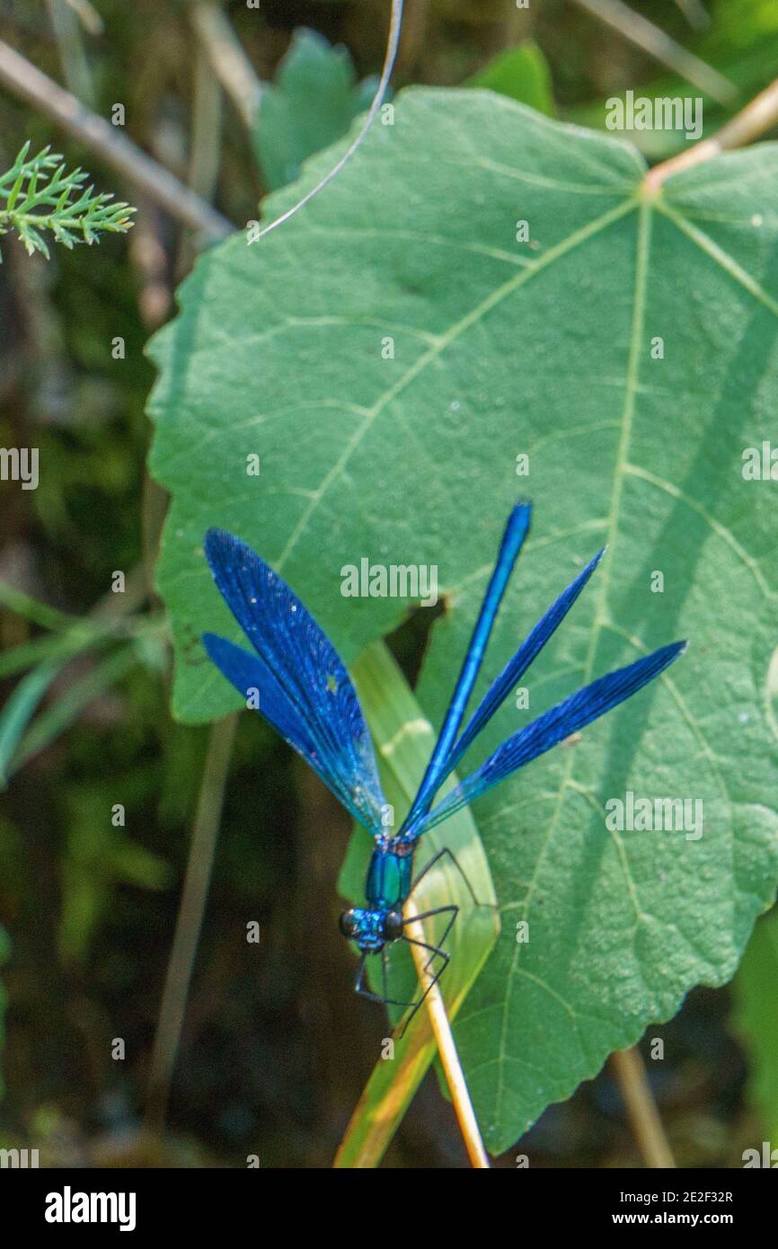 blue dragonfly with open wings sitting on green leaf by a creek Stock ...