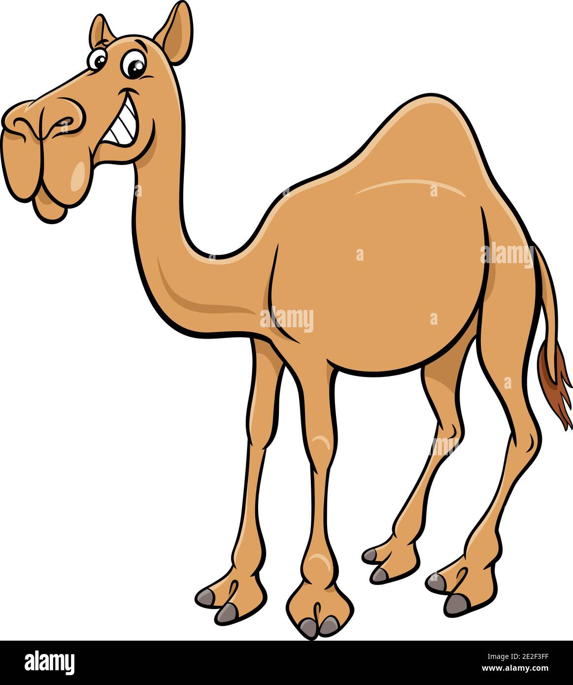 Cartoon illustration of dromedary camel comic animal character Stock Vector