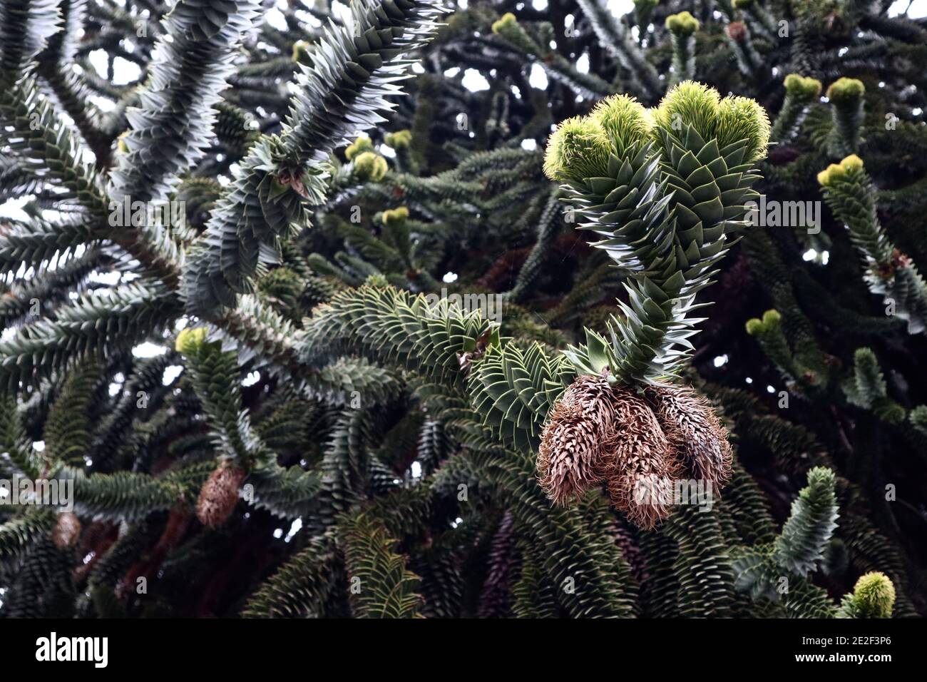 Araucaria araucana Monkey puzzle tree with male cones,  January, England, UK Stock Photo