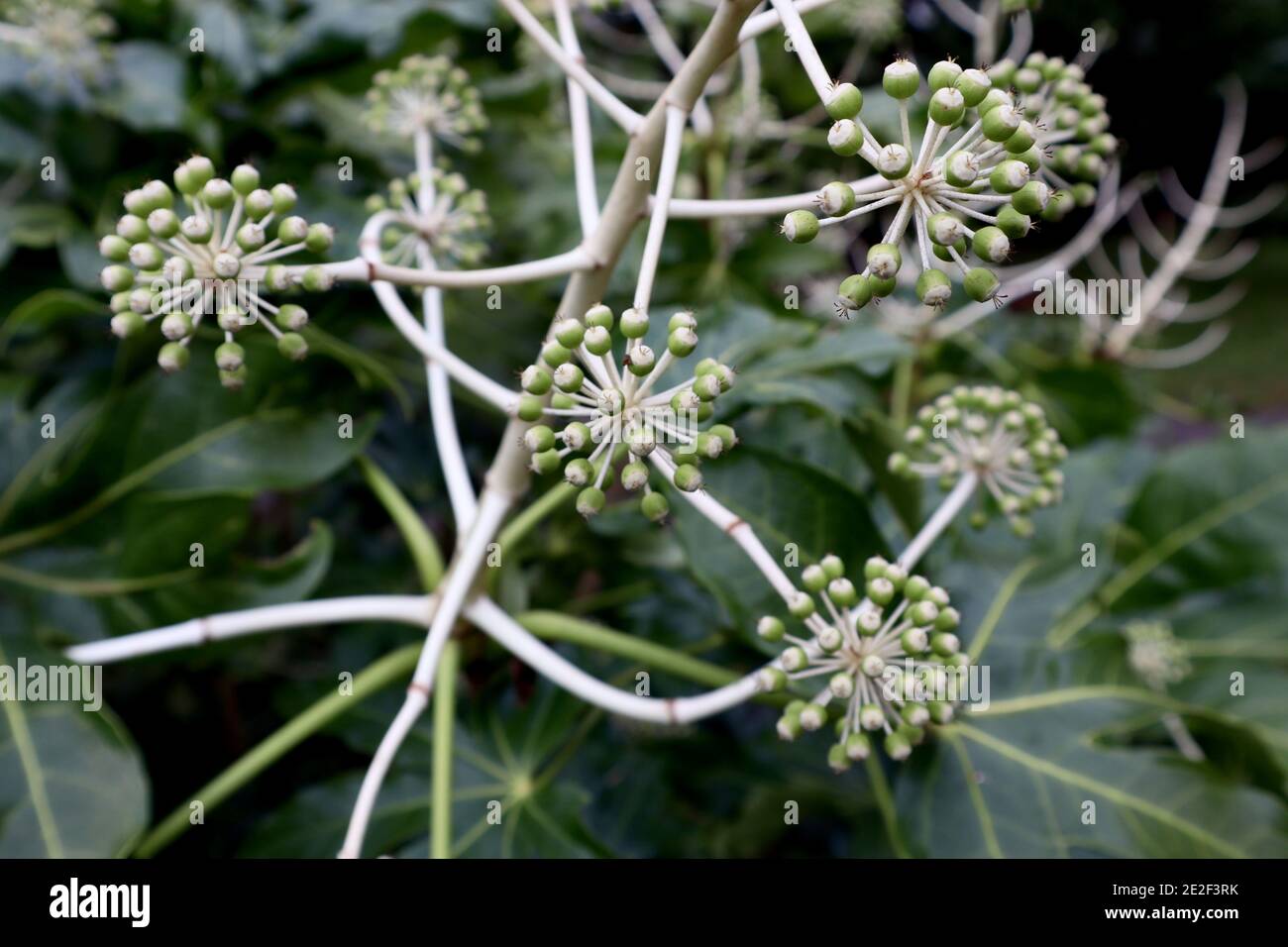 Fatsia japonica Caster oil plant or Paper plant - satellites of spherical flowerbuds,  January, England, UK Stock Photo