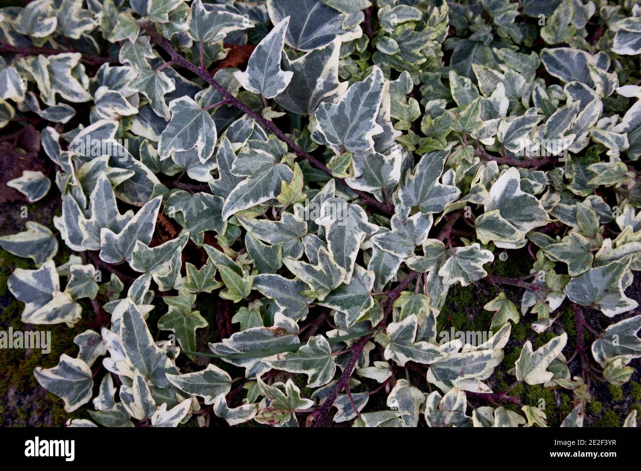 Hedera algeriensis ‘Gloire de Marengo’ Algerian ivy – variegated ivy with pointed central lobe,  January, England, UK Stock Photo