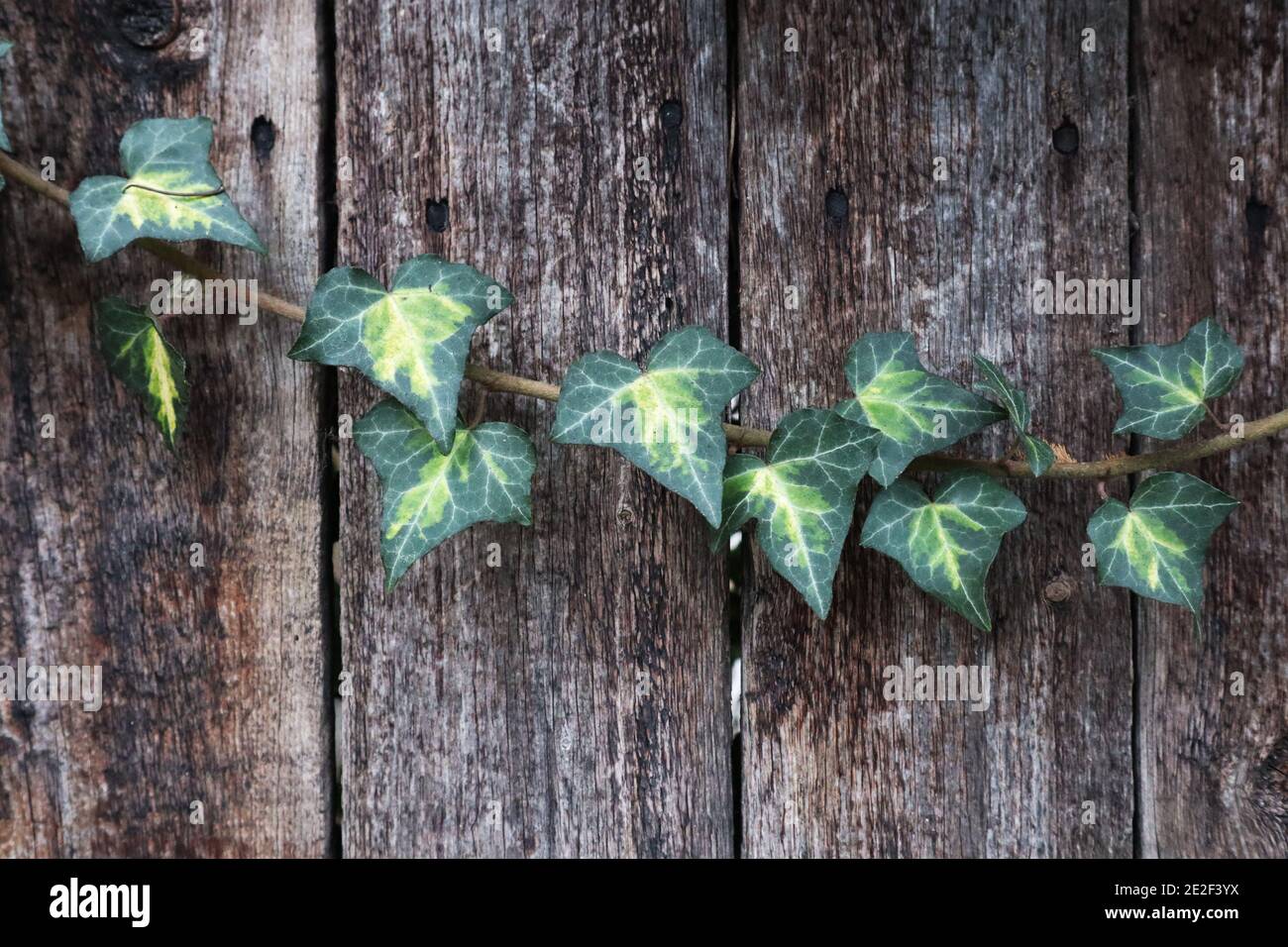 Hedera helix English ivy small heartbased dark green ivy leaves with central pale green
