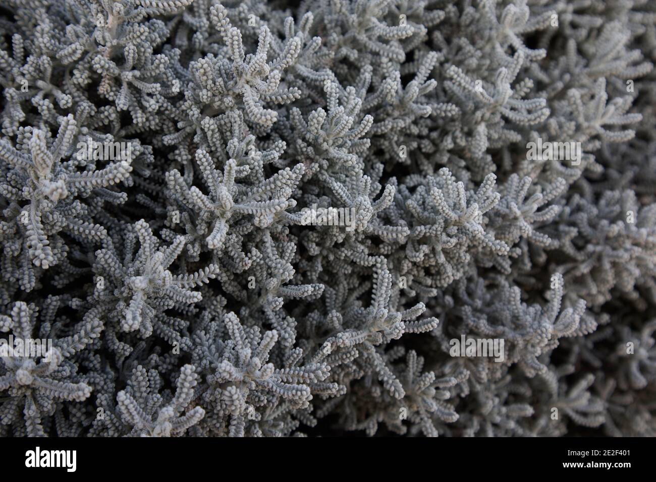 Santolina chamaecyparissus Cotton lavender – woolly-like dense grey leaves,  January, England, UK Stock Photo