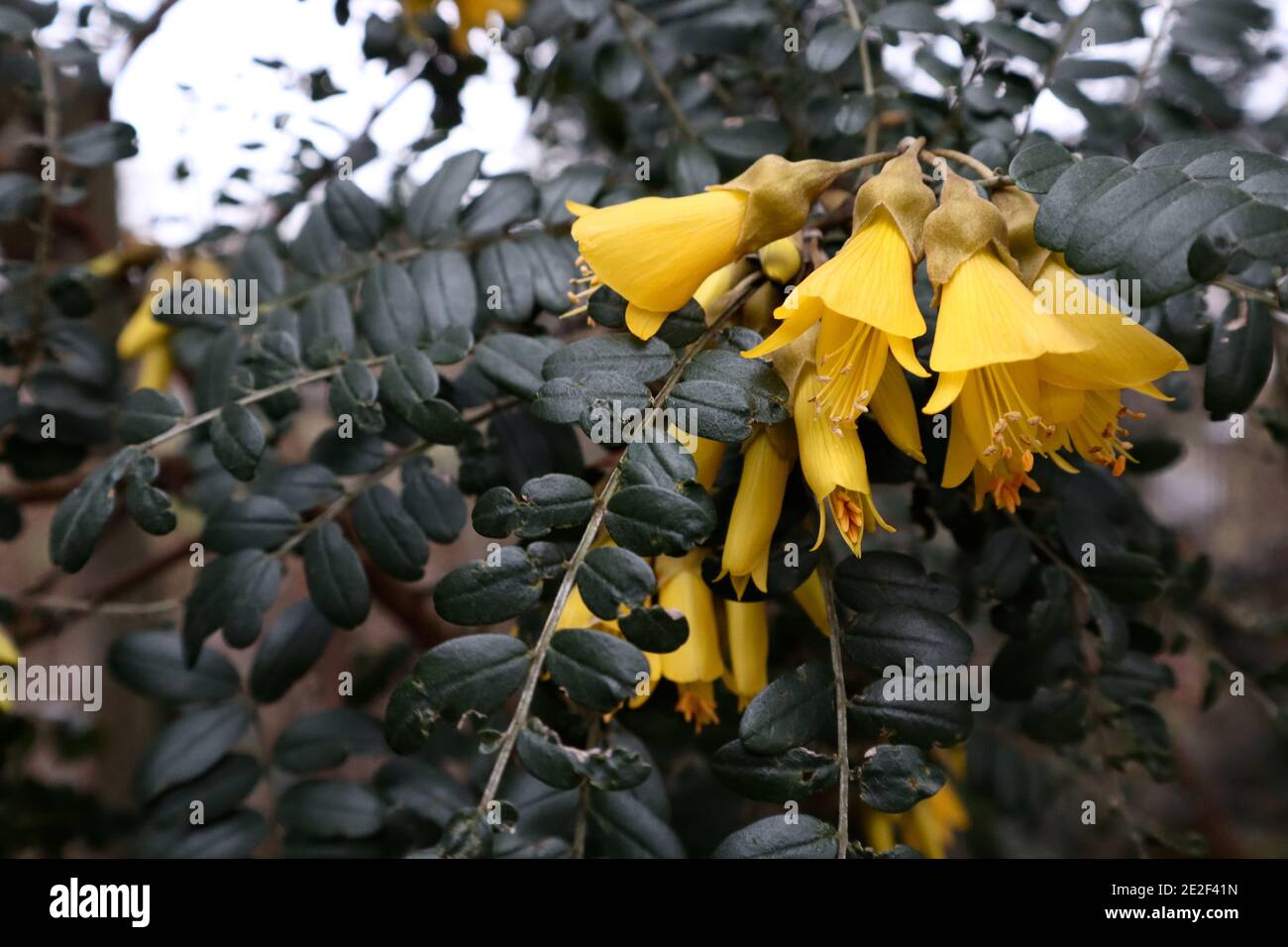 Sophora molloyi ‘Dragon’s Gold’ Kowhai tree – tubular yellow flowers and small oval leaves,  January, England, UK Stock Photo