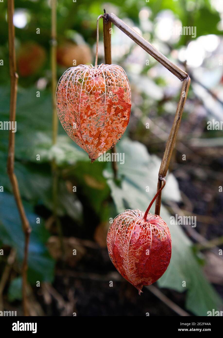 Physalis alkekengi Chinese lantern – orange fruit encased in papery lantern,  January, England, UK Stock Photo