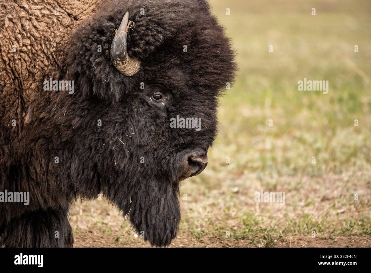 Close Up Profile of Male Bison Head in Badlands National Park Stock ...