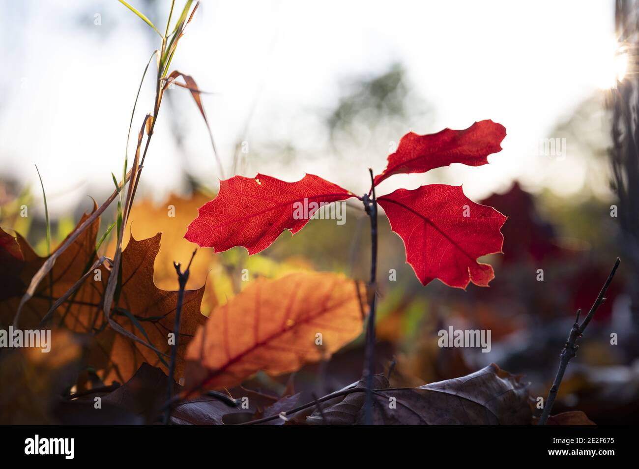 Shot of beautiful red leaves on a tree branch at daytime Stock Photo ...