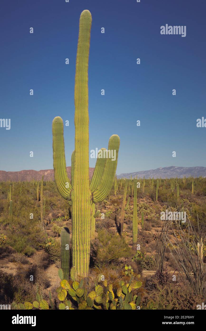 Giant Saguaro Cactus Stock Photo
