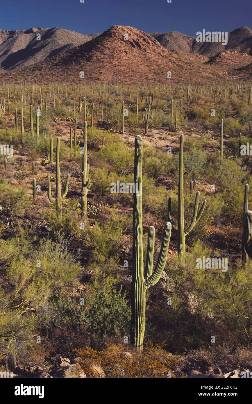 Giant Saguaro Forest Stock Photo