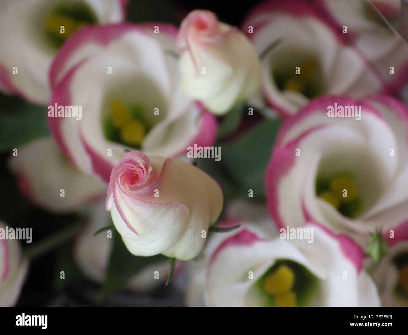 Shallow focus shot blossom white hi-res stock photography and images ...