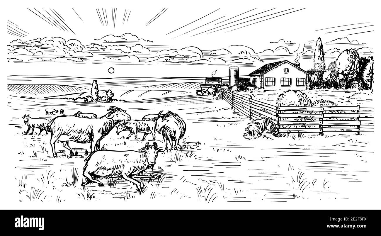 Rural meadow. A village landscape with sheep, hills and a farm. Sunny scenic country view. Hand drawn engraved sketch. Vintage rustic banner for Stock Vector