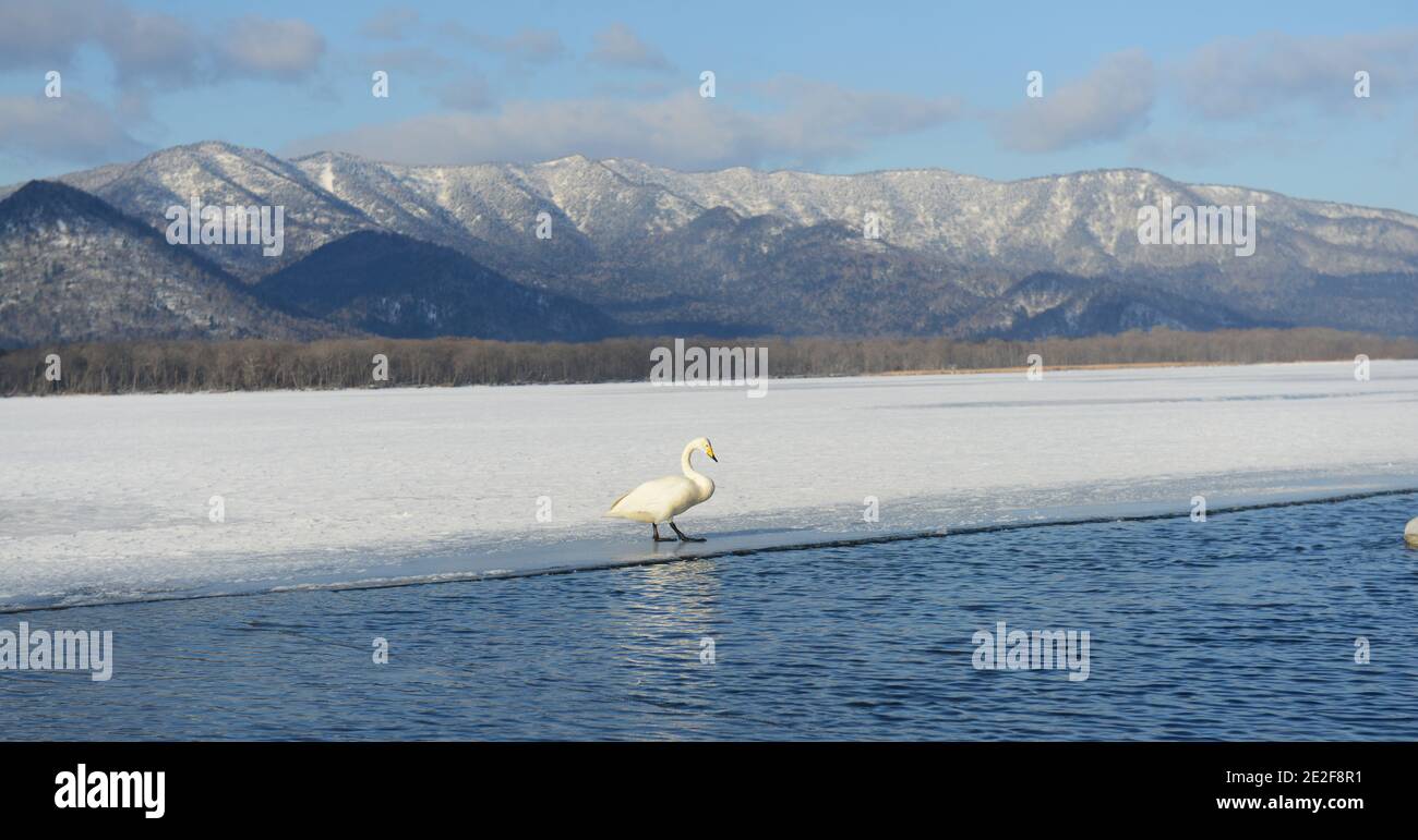 Whooper swans in Lake Kussharo, Hokkaido, Japan Stock Photo