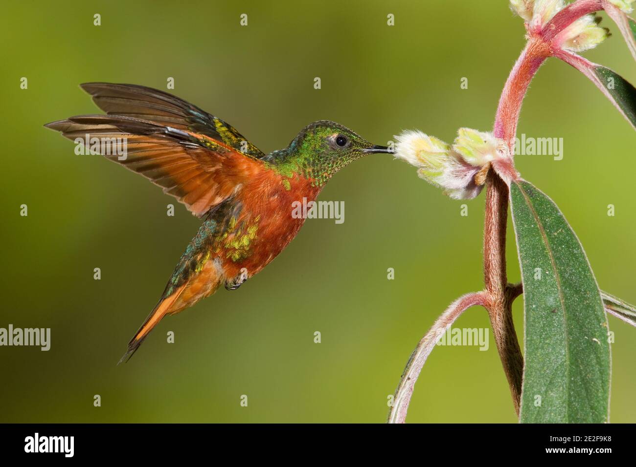 Chestnut-breasted Coronet, Boissonneaua matthewsii, feeding at Columnea sp. flower, Gesneriaceae. Stock Photo