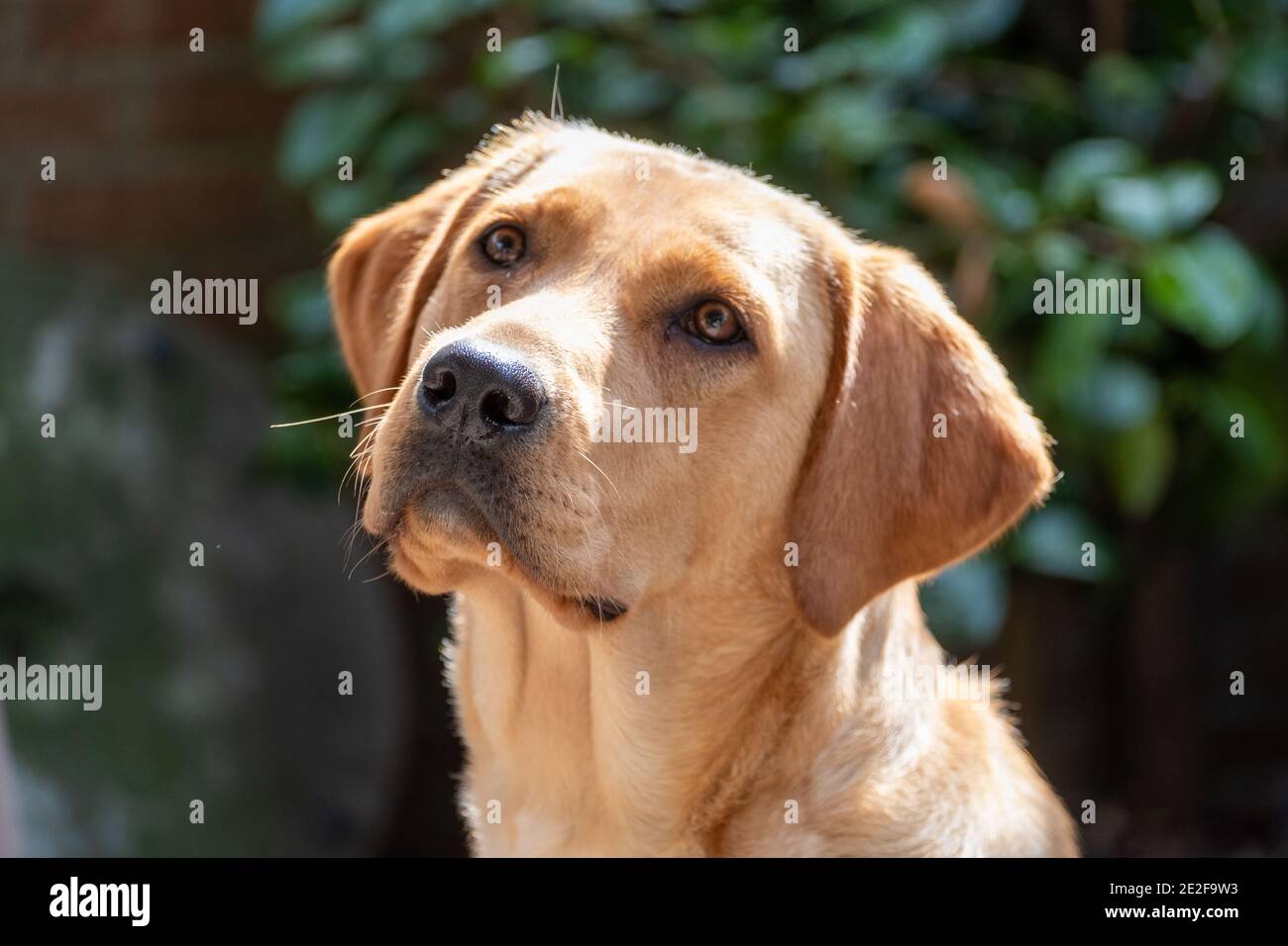 Portrait of Labrador Retriever looking at something close up on face. High quality photo Stock Photo