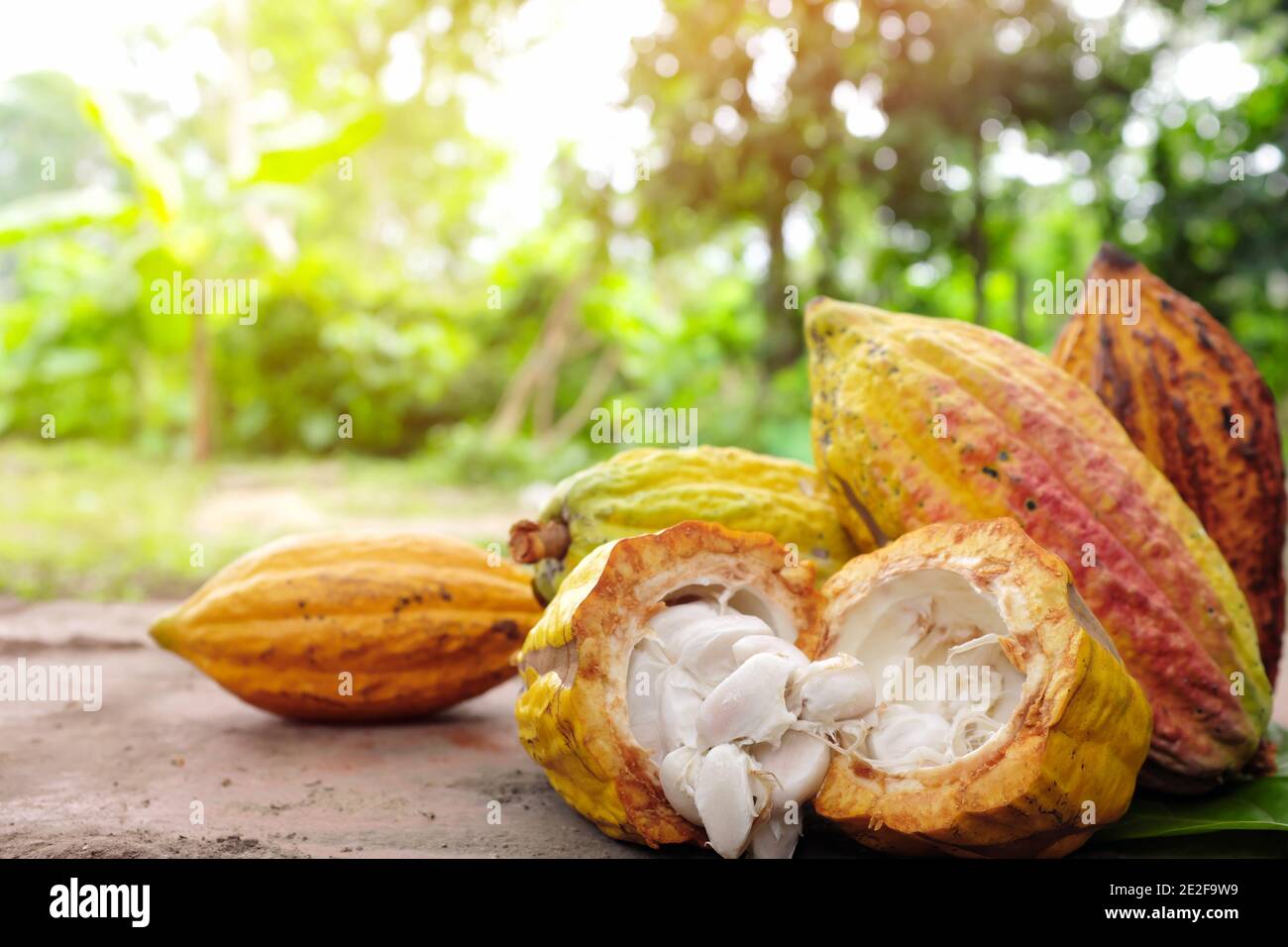Opened ripe pods of bright yellow orange cacao fruit at sunrise with copy space. Stock Photo