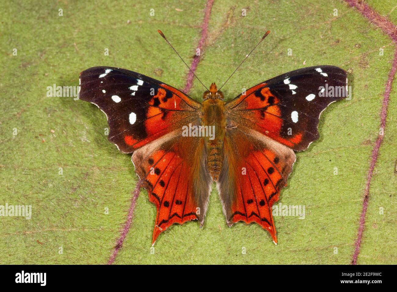 Brush-footed Butterfly dorsal view, Hypanartia kefersteini, Nymphalidae. Stock Photo