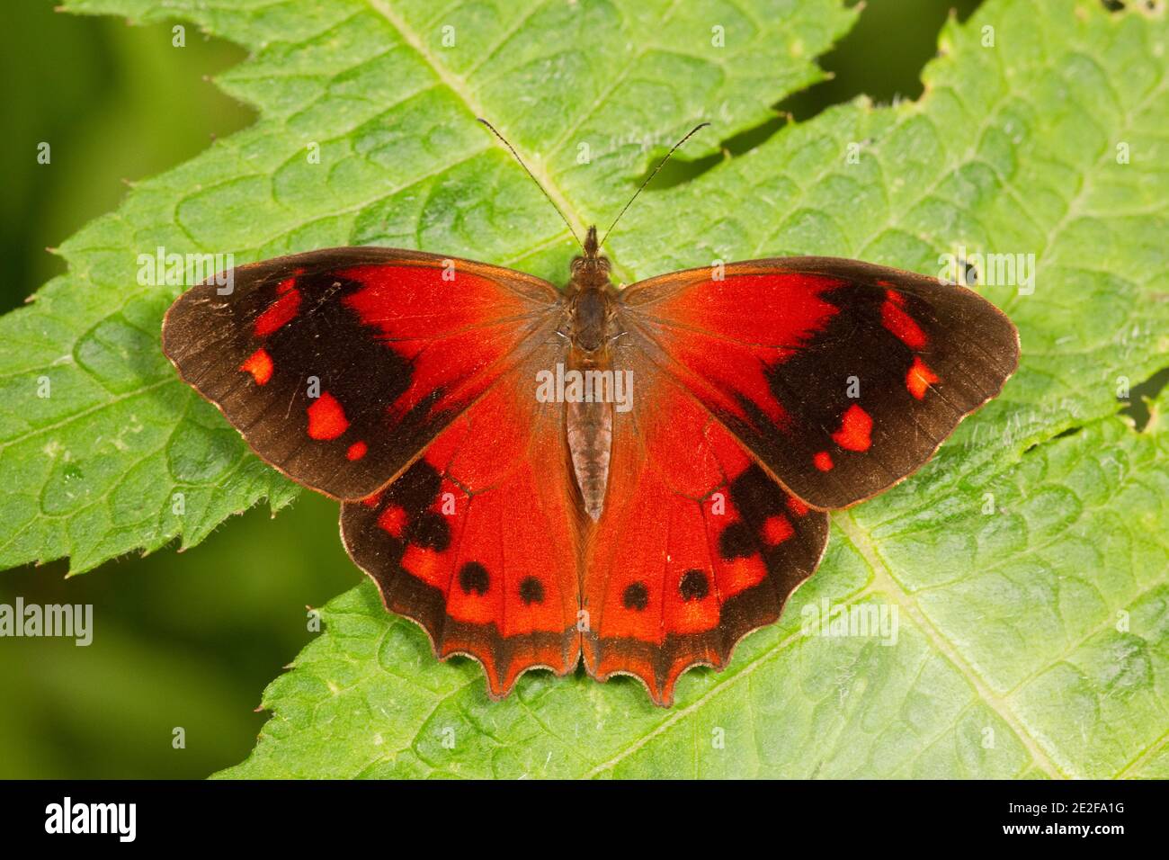 Brush-footed Butterfly, Lasiophila orbifera, Nymphalidae. Dorsal view. Stock Photo