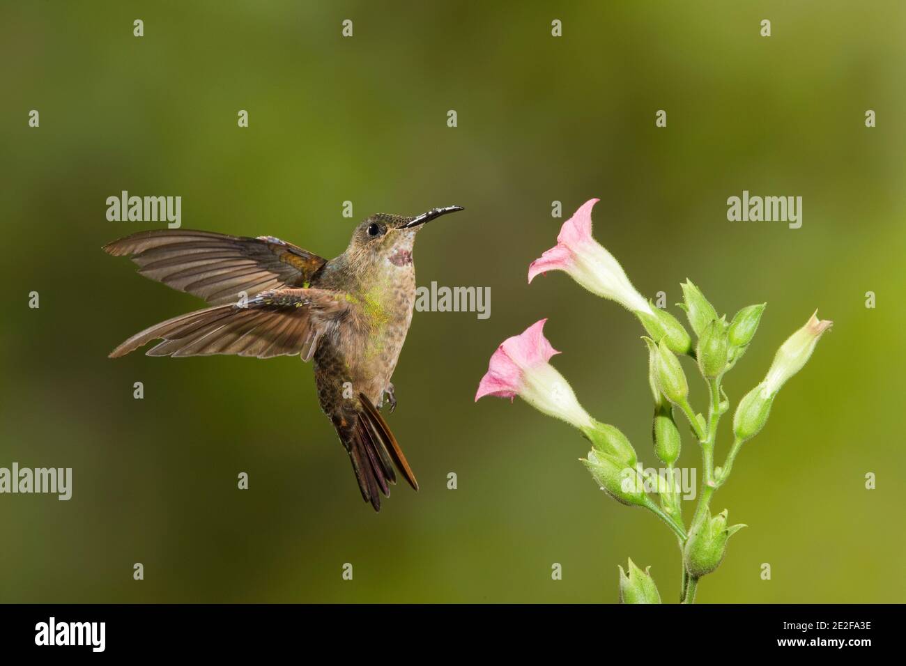 Fawn-breasted Brilliant, Heliodoxa rubinoides, feeding at flower. Stock Photo