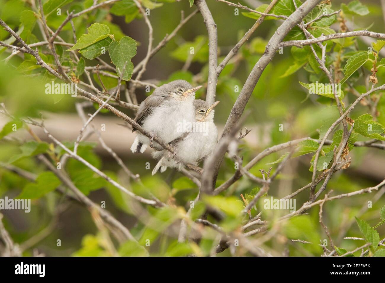 Black-capped Gnatcatcher fledglings, Polioptila nigriceps, perched in hackberry tree. Stock Photo