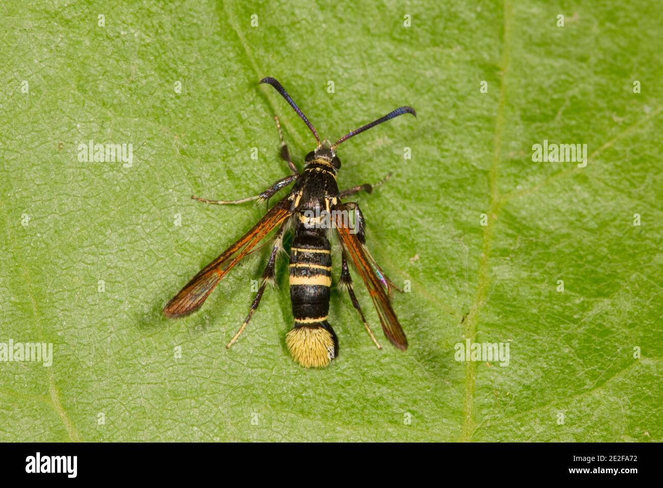 Western Oak Clearwing Moth female, Carmenta querci, Sesiidae. Forewing Length 7 mm. Literature states that they have been reared from cynipid galls on Stock Photo