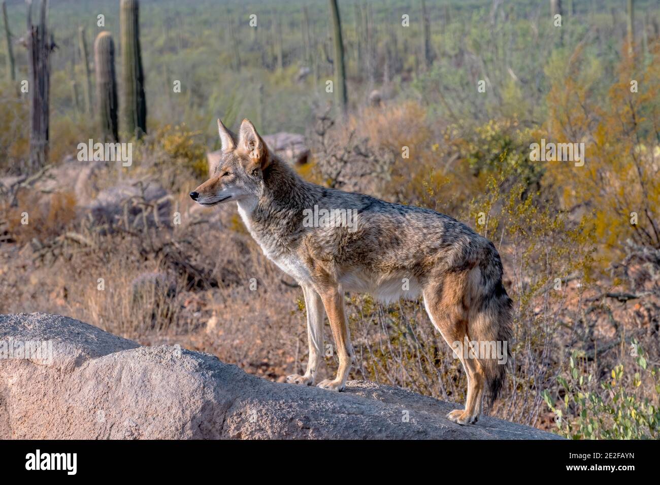 Coyote Alert atop a Boulder in the Arizona Desert Stock Photo