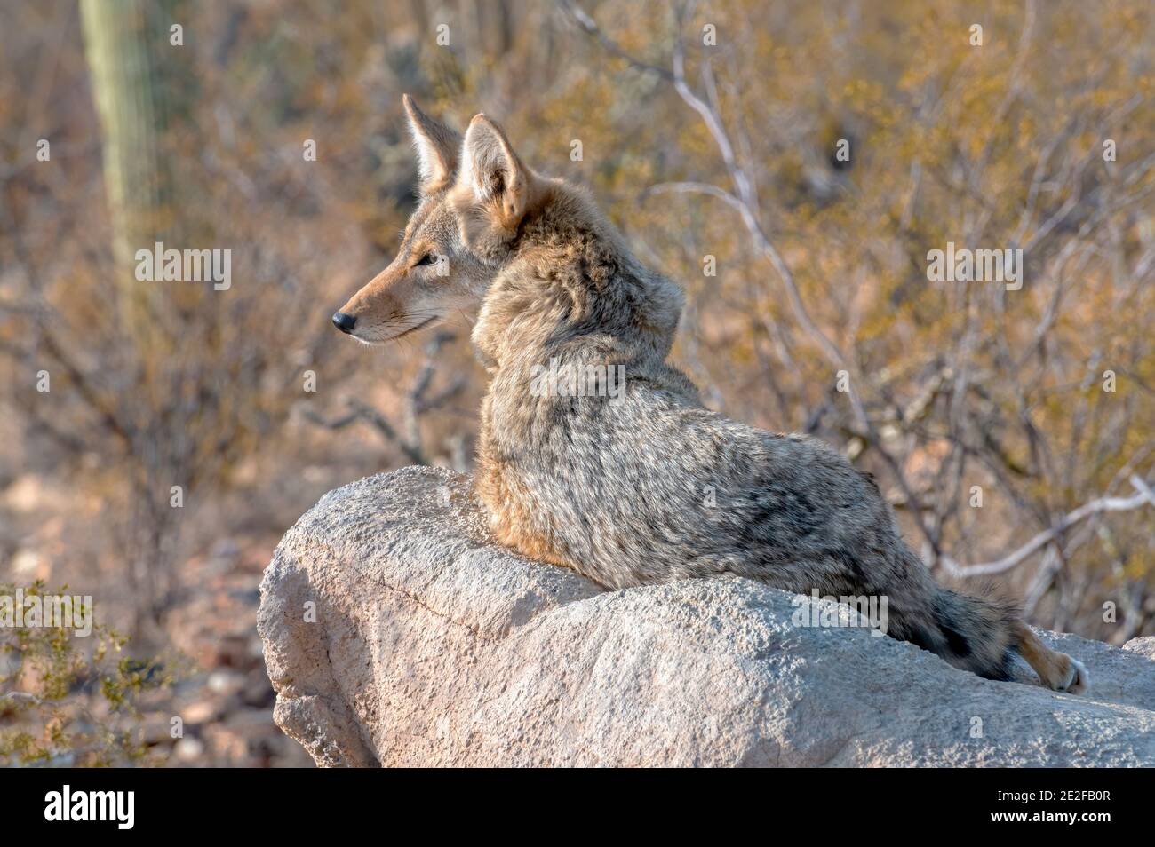 Coyote resting on a rock in the Sonoran Desert Stock Photo