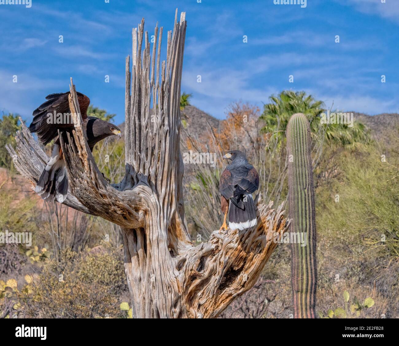Harris's Hawks in a Dead Saguaro in Sonoran Desert Stock Photo