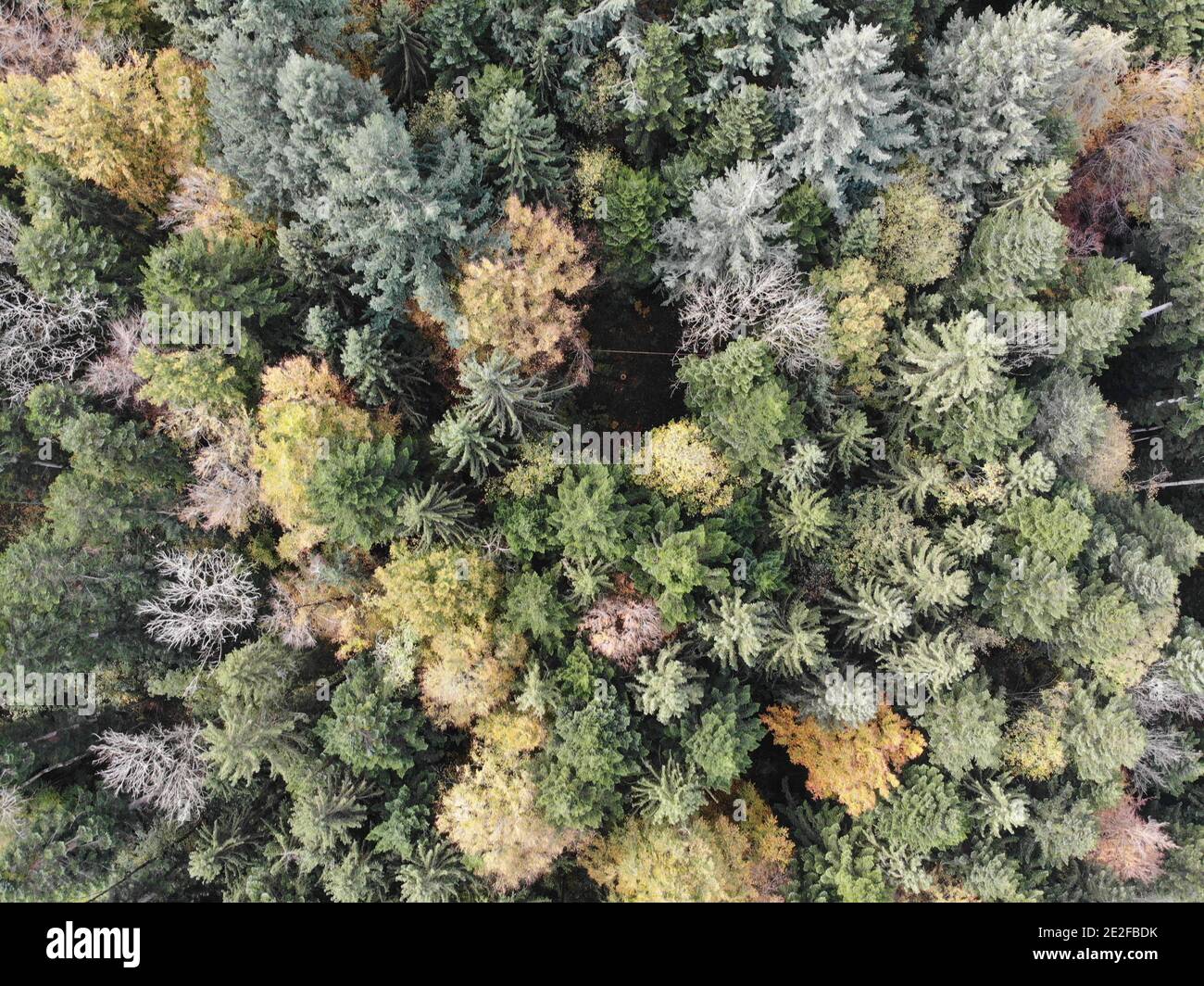 Colorful autumn forest shot hi-res stock photography and images - Alamy