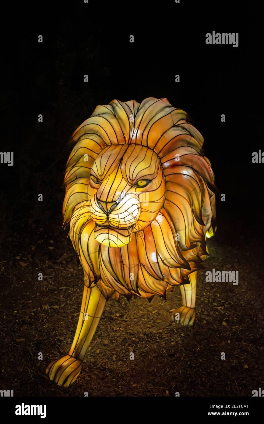 Lion Zoo Light Display Stock Photo Alamy