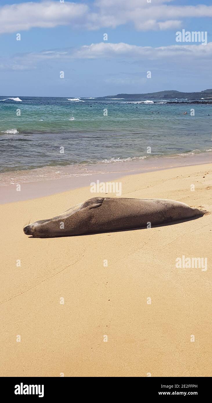 Vertical shot of a monk seal laying on the beach Stock Photo - Alamy