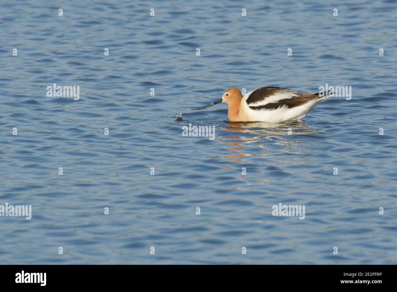 American Avocet shore bird wading in deep water Stock Photo