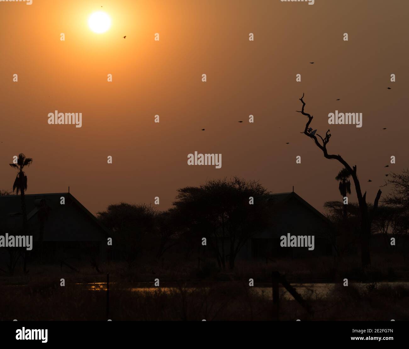 Africa waterhole sunset hi-res stock photography and images - Alamy